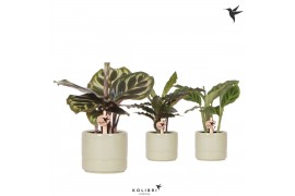 Calathea mix Kolibri Greens Calathea mix in Pastel pot green1 pp