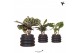 Calathea mix Kolibri Greens Calathea mix in Bubble pot black1 pp 