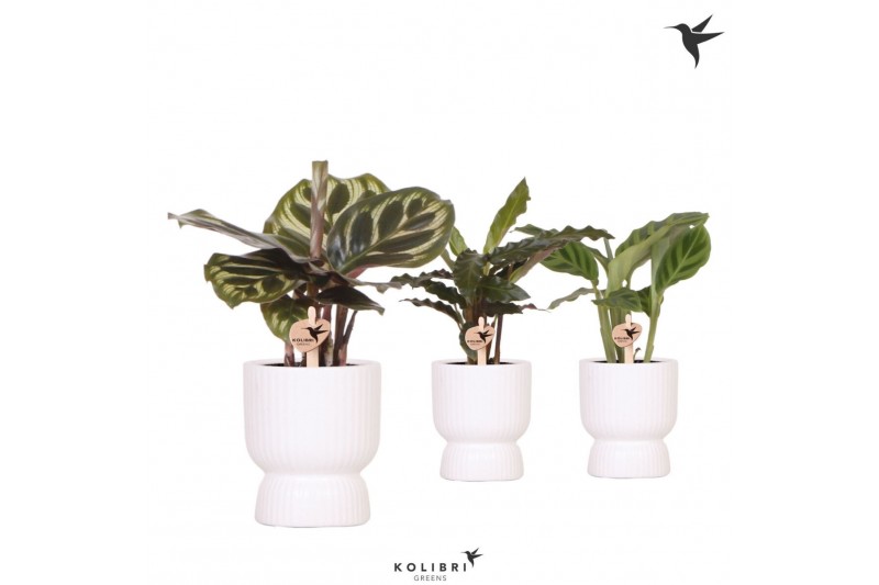 Calathea mix Kolibri Greens Calathea mix in Diabolo pot white1 pp 