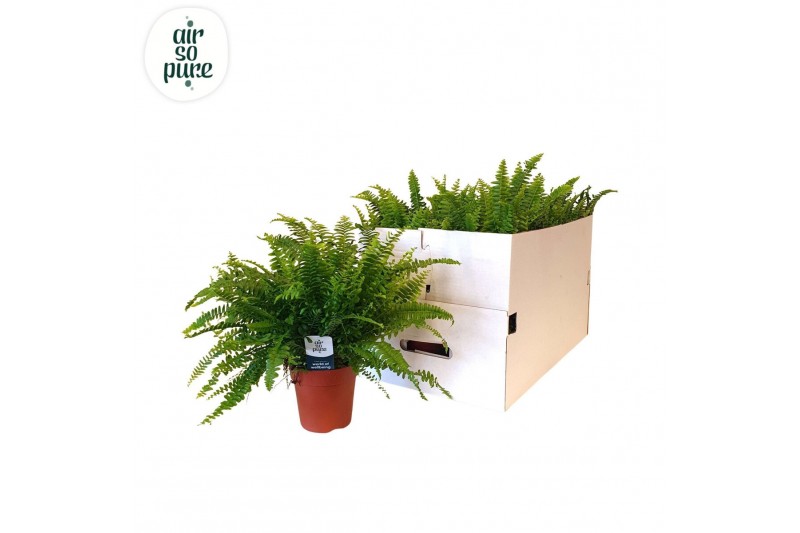 Nephrolepis exaltata green lady 35cm 