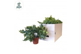 Phlebodium aureum davana Eco