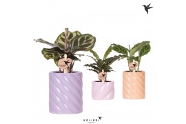 Calathea mix Kolibri Greens Calathea mix in Candy pot pink mix1 pp