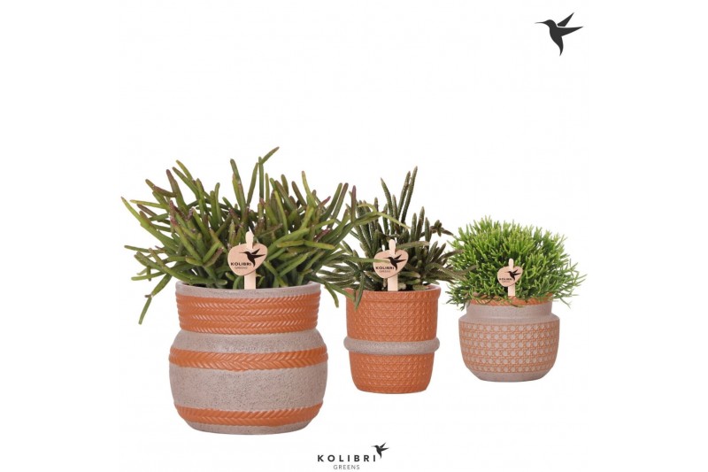 Rhipsalis mix Kolibri Greens Rhipsalis mix in Ethnic pot terracotta mi 
