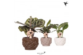 Calathea mix Kolibri Greens Calathea mix in Rope pot mix1 pp