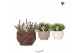 Rhipsalis mix Kolibri Greens Rhipsalis mix in Rope pot mix1 pp 