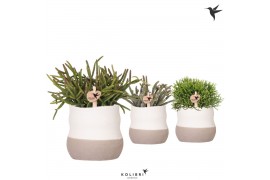 Rhipsalis mix Kolibri Greens Rhipsalis mix in Imperfect bag pot1 pp