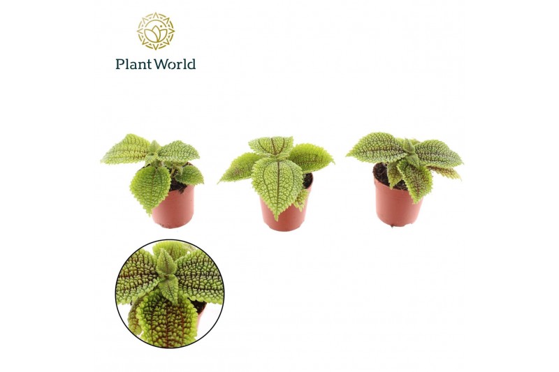 Pilea alumi Pilea Moonvalley 7 cm 5 cm diameter 1 pp 