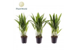 Dypsis lutescens Dypsis lutescens (Areca) 7 cm 8 pp