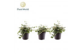 Pellaea rotundifolia Pellaea rotundifolia 7 cm