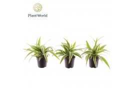 Chlorophytum ocean Chlorophytum Ocean 7 cm 6 pp