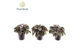 Peperomia napoli nights Peperomia Napoli Nights 7 cm 1 pp