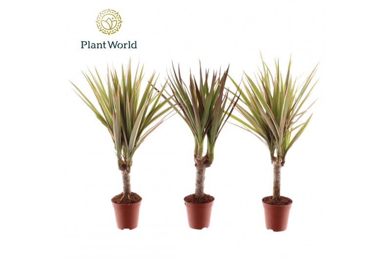 Dracaena marginata Tiny Tummy Dracaena Magenta & Bicolor mix 1 pp 