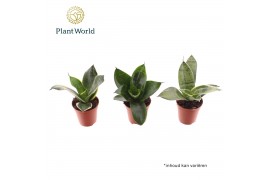 Sansevieria trifasciata Tiny Sanny mix (Sansevieria)