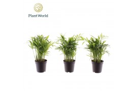 Chamaedorea elegans Chamaedorea elegans 7 cm 8 pp