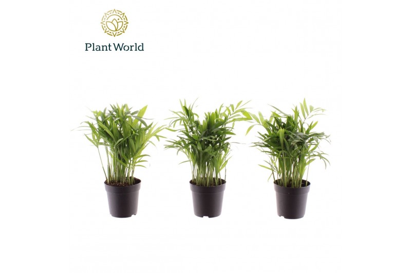 Chamaedorea elegans Chamaedorea elegans 7 cm 8 pp 