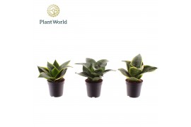 Sansevieria trifasciata Sansevieria gemengd dwarf 7 cm