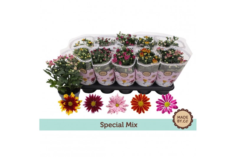 Chrysanthemum ind. tweekleurige mix Chrysant Special Mix3 pp 