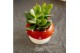 Arrangementen succulenten TRULY Crassula, mushroom1 pp 