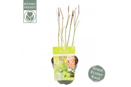 Acer palmatum Acer palm. Going Green®2 pp