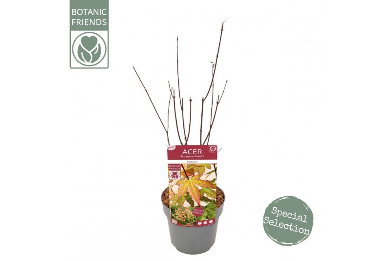 Acer palmatum redwine Acer palm. Redwine ® 