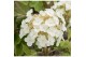Hydrangea quercifolia Hydrangea que. Ruby Slippers ® 