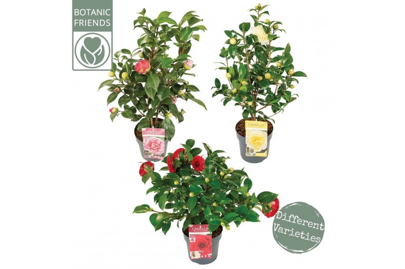 Camellia japonica Camellia jap. Diverse mix10 bl. 