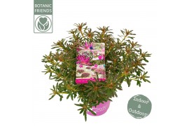Rhododendron Azalea Starstyle Lila ®