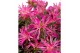 Rhododendron Azalea Starstyle Lila ® 