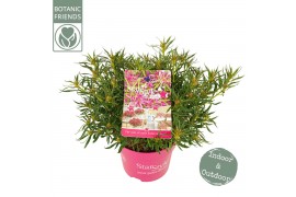 Rhododendron Azalea Starstyle Pink ®