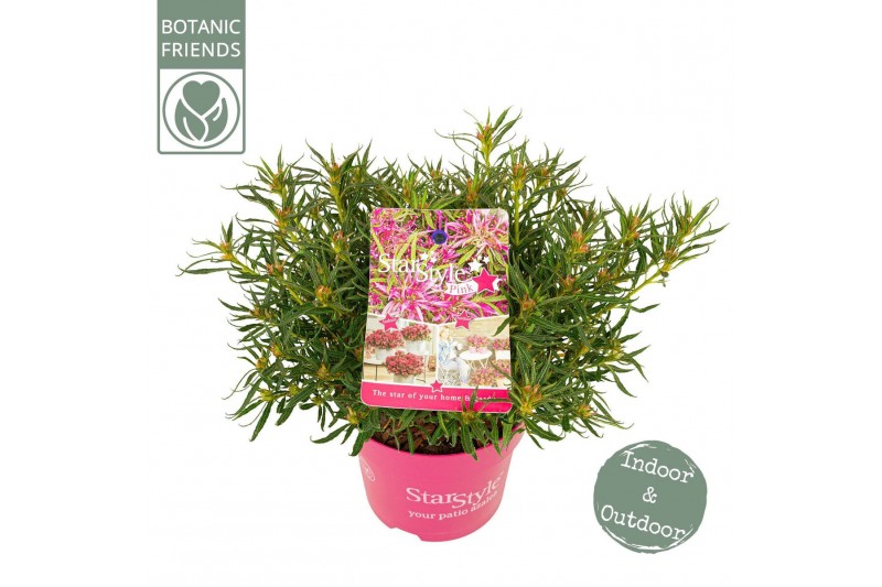 Rhododendron Azalea Starstyle Pink ® 
