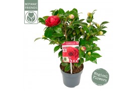Camellia japonica Camellia jap. Black Lace Premium15 bl.