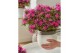 Rhododendron Azalea Starstyle Lila ® 