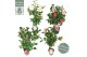 Camellia japonica Camellia jap. Diverse mix Premium15 bl. 3 kleuren pe 