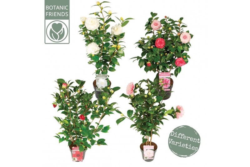 Camellia japonica Camellia jap. Diverse mix Premium15 bl. 3 kleuren pe 