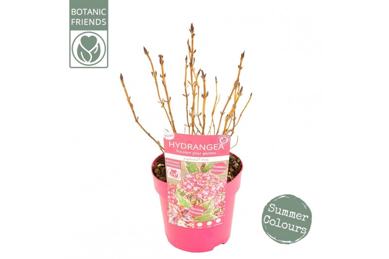 Hydrangea serrata Hydrangea serrata Euphoria Pink5 bl. 