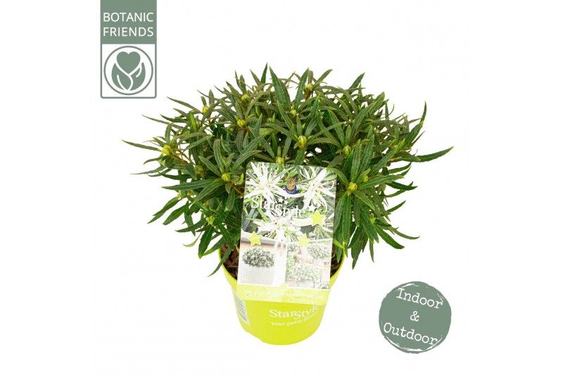 Rhododendron Azalea Starstyle White ® 
