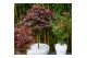 Acer palmatum shaina Acer palm. Shaina C14 laagstam40 cm cm stam 