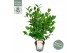Camellia japonica Camellia jap. Nuccios Cameo Premium25 bl. 