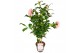 Camellia japonica Camellia jap. Nuccios Cameo Premium25 bl. 