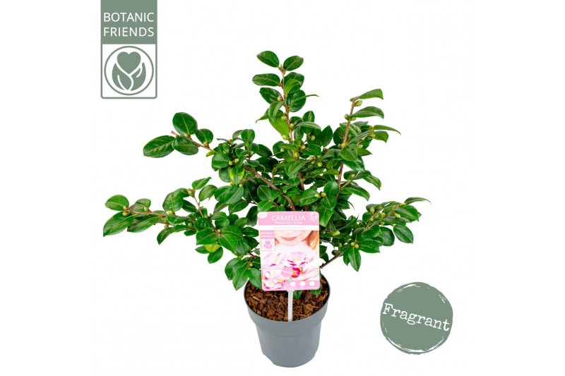 Camellia Camellia ja.Winter Perfume Pink® Premium15 bl. 