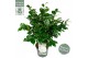 Camellia japonica Camellia jap. Nuccios Gem Premium25 bl. 