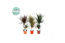 Kamerplanten mix Groen Rios Mix p17 2 pp