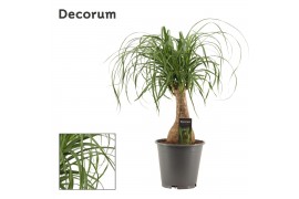 Beaucarnea recurvata Recht 19cm Decorum