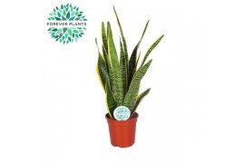 Sansevieria trifasciata laurentii Sansevieria Laurentii p17 (niet MPS 
