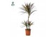 Dracaena marg. magenta Dracaena Magenta p21 45+15+10 (Air So Pure) 3 p 