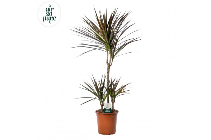 Dracaena marg. magenta Dracaena Magenta p21 45+15+10 (Air So Pure) 3 p 