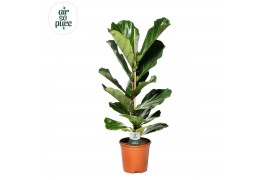 Ficus lyrata Ficus Lyrata p21 (Air so Pure) 1 pp