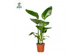 Strelitzia nicolai Strelitzia Nicolai p21 zonder bloem bl. 3 pp