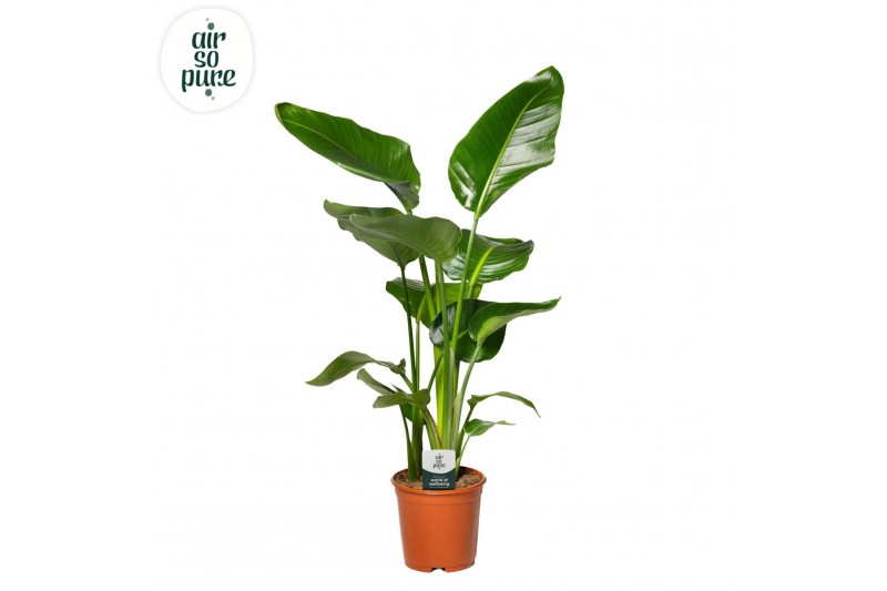 Strelitzia nicolai Strelitzia Nicolai p21 zonder bloem bl. 3 pp 