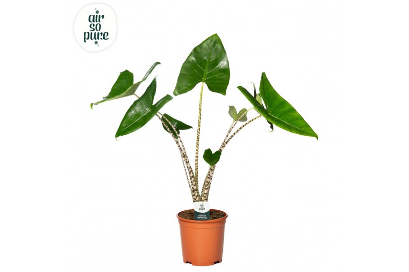 Alocasia zebrina Alocasia Zebrina p21 1 pp 